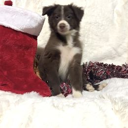 Charlie - White and red male Border Collie puppy in Madisonville, Tennessee from WW Stock Farm