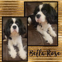 Bella - Cavalier King Charles Spaniel