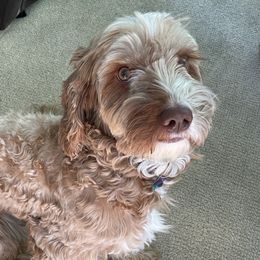 Berkley - Australian Labradoodle