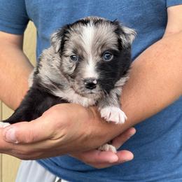 Wave - Blue merle male Miniature American Shepherd puppy in White City, Oregon from Born Rogue Miniature American Shepherds