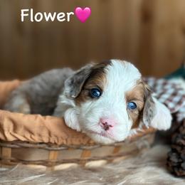 Flower - Blue merle female Aussiedoodle puppy in Lancaster, Minnesota from Finney Ranch