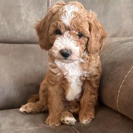 Hulk-Green - Red  male Goldendoodle puppy in Asheboro, North Carolina from Southern Bred Pups