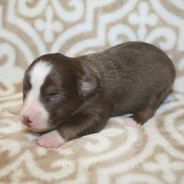 Coral - Red tri female Miniature Australian Shepherd puppy in Licking, Missouri from Burnett Aussies