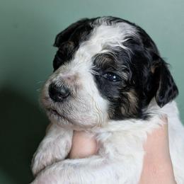 Edward - Parti male Poodle puppy in Salem Township, Maine from Moirae Poodles