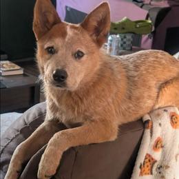 Foil - Red speckled male Australian Cattle Dog puppy in Rogue River, Oregon from FullMoon Cattle Dogs