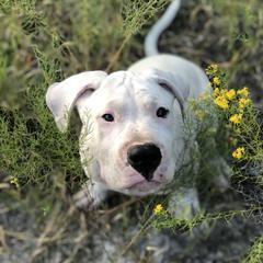 Dogo Argentino and Greyhound Puppies from Wayward Dogos and Hounds
