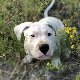 Dogo Argentino and Greyhound Puppies from Wayward Dogos and Hounds