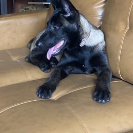 Belgian Malinois Puppies from Leash of Honor LLC