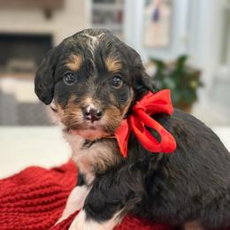 Nancy - Tri-color female Bernedoodle puppy in Kilgore, Texas from Furry Tail Doodles