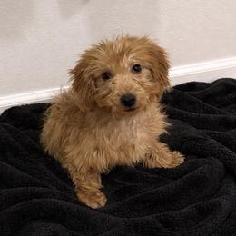Charlie, Male, Green Collar - Red  male Goldendoodle puppy in Wichita, Kansas from Goldendoodles of Oz