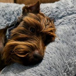 Grizzly - Miniature Schnauzer