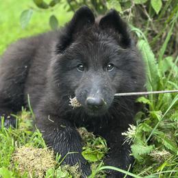 Belgian Sheepdog puppies from Wildmour K9