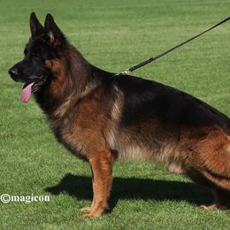 German Shepherd Puppies from Von Rechtschaffenheit School of Dog Training