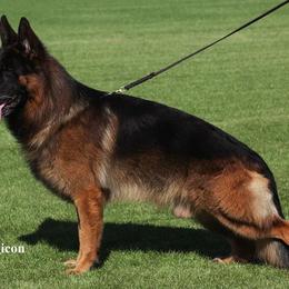 German Shepherd Puppies from Von Rechtschaffenheit School of Dog Training