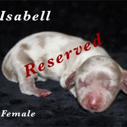 Isabell - Fawn (Isabella) female Dachshund puppy in Paris, Texas from Kuttin’ Up Mini Aussies