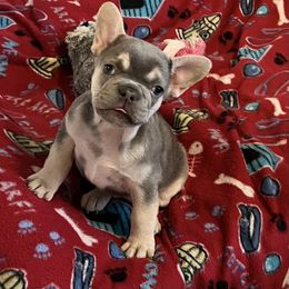 French Bulldog Puppies from Frenchie Perfection