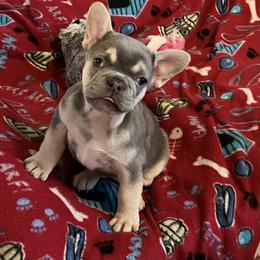 French Bulldog Puppies from Frenchie Perfection