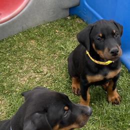 Doberman Pinscher Puppies from Jensen Dobermans