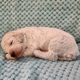 Cream Puff - Cream female Poodle puppy in Clayton, Washington from Short Legs & Curly Wags LLC