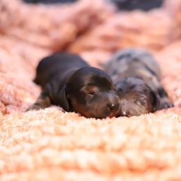 Dachshund Puppies from Miniature Alphas Dachshunds