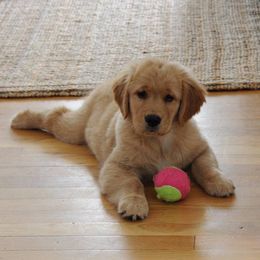 Golden Retriever Puppies from Golden-B-Bear Kennel