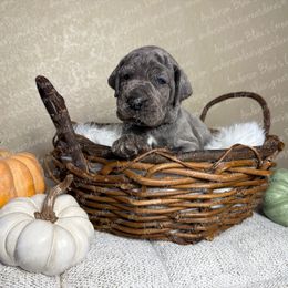 Sunny - Blue female Great Dane puppy in Granbury, Texas from Anderson Blau’s Great Danes & French Bulldogs