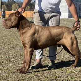 Chairman - Cane Corso
