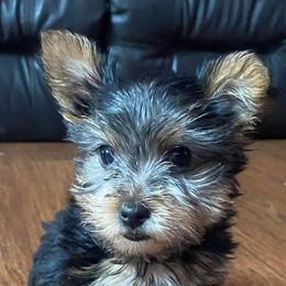 Yorkshire Terrier Puppies from Fullers Furry Friends