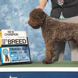 Jojo - Lagotto Romagnolo