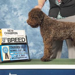 Jojo - Lagotto Romagnolo