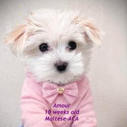 Amour - White female Maltese puppy in Paden, Oklahoma from Logan's Perfect Puppies
