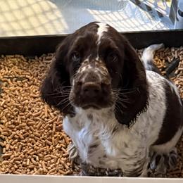 Honey - White and liver female English Springer Spaniel puppy in Newport News, Virginia from Sara's English Springer Spaniels