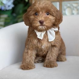 Skittles - Caramel red female Australian Labradoodle puppy in Calhoun, Louisiana from Arrowhead Australian Labradoodles