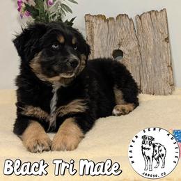 Xanadu - Black tri male Miniature Australian Shepherd puppy in Jaroso, Colorado from Heaven Sent Aussies