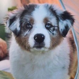 Australian Shepherds from Artemisia Aussies