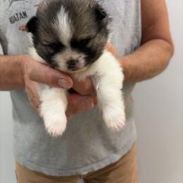Freedom - Wolf sable male Pomeranian puppy in Grass Lake, Michigan from Chantilly Lace Poms