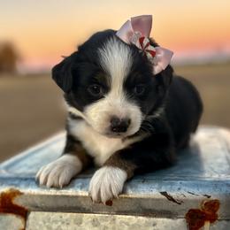 Dark pink - Black tri female Miniature Australian Shepherd puppy in 32046, Florida from River Hill Ranch