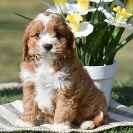 Buddy - Red male Cavapoo puppy in Narvon, Pennsylvania from Stoltzfus Family Puppies (license number 18844)
