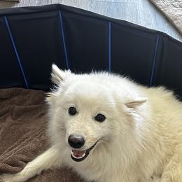 Cali - American Eskimo Dog
