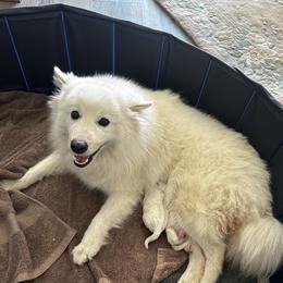Cali - American Eskimo Dog