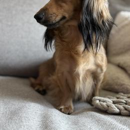 Dachshund All Grown Up from Royal Dachshunds