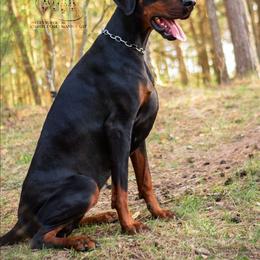 Doberman Pinscher puppies from Snell's Superior Kennel Dobermann & GSP