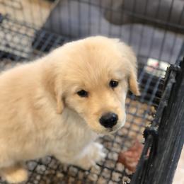 Golden Retriever Puppies from OPK GOLDENS