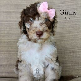 Ginny - Merle female Sheepadoodle puppy in Comanche, Texas from Central Texas Doodles, LLC.