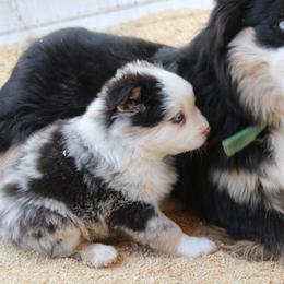 Phoenix - Blue merle female Australian Shepherd puppy in Sonoita, Arizona from Gardner Canyon Kennels