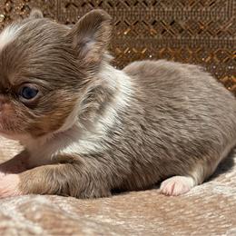 Caspian - Chocolate blue male Chihuahua puppy in Newport Beach, California from Exotic City Pomeranians and chihuahuas