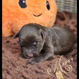 Manny - Price 1650 - Brown and white male Aussiedoodle puppy in Ennis, Texas from God’s Little Aussies