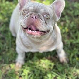 Piper - French Bulldog