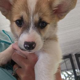 Green boy - Red male Pembroke Welsh Corgi puppy in Corvallis, Montana from Montana Corgi Corral
