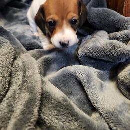 Cookie - Piebald female Dachshund puppy in Grants Pass, Oregon from Climate City Doxies